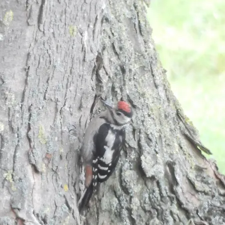 Unesco De Beemster, Vakantiewoning *
