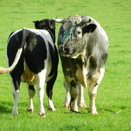 Unesco De Beemster, Vakantiewoning *