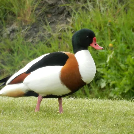 Unesco De Beemster, Vakantiewoning Дом отдыха *