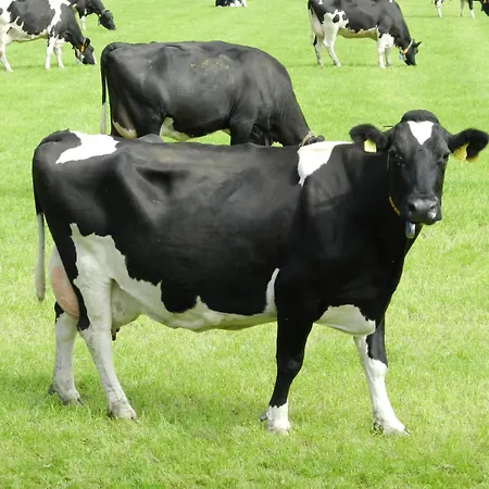 Unesco De Beemster, Vakantiewoning Noordbeemster