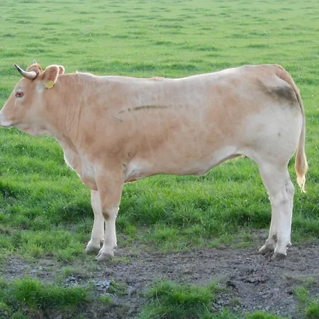 Unesco De Beemster, Vakantiewoning * Noordbeemster